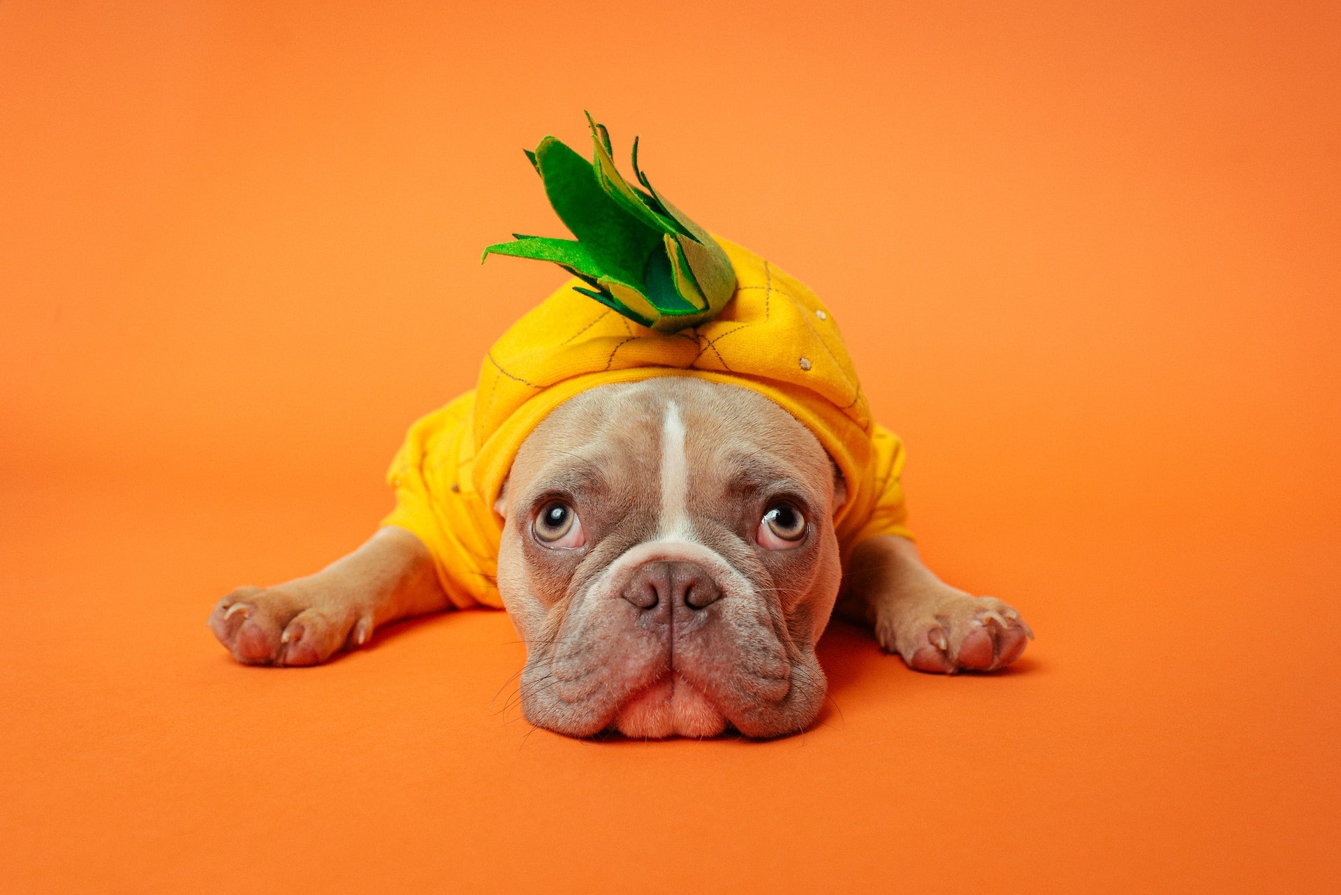 L'ananas est-il bénéfique pour votre chien ?